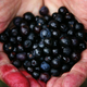 Illustration for article titled The Tastiest Berries That Grow Wild In North America